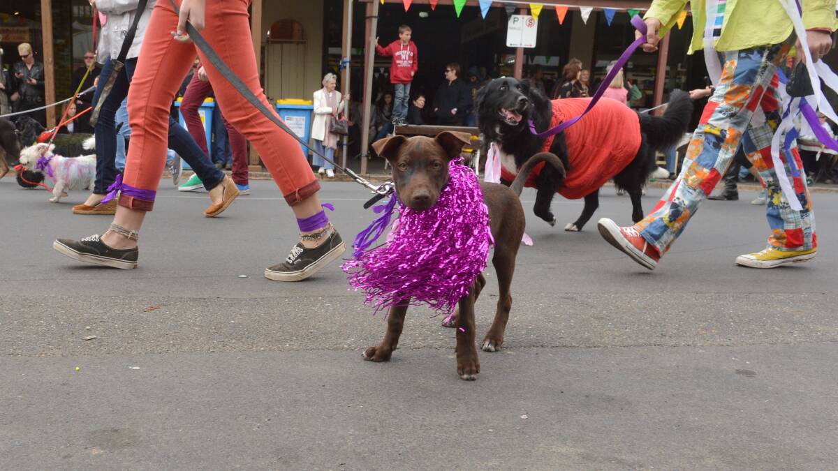 A Parade Participant's Dog:  Marching with the Maldon Social Dog Club during a street parade in Maldon.
Picture: BRENDAN McCARTHY