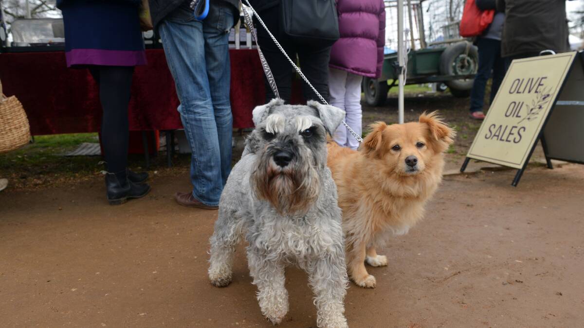 A Shopper's Dogs:  Looking anxious to get to the pet food stalls at Castlemaine Farmers Market.
Picture: BRENDAN McCARTHY