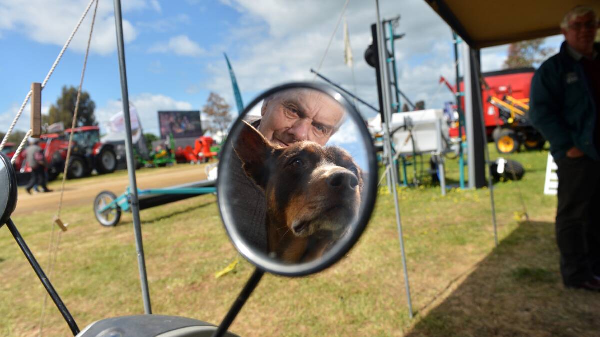 A Retired Farmer's Dog:  Midge, and his dad Albert, take in the view at Elmore Field Days.
Picture: BRENDAN McCARTHY 