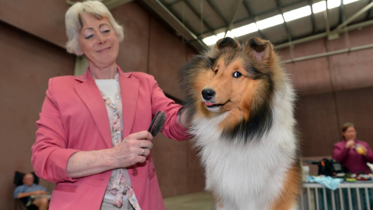 A Proud Owner's Dog: DJ looking quite pleased to get a makeover from mum Debra at the Eaglehawk and Bendigo Dog Show.
Picture: BRENDAN McCARTHY