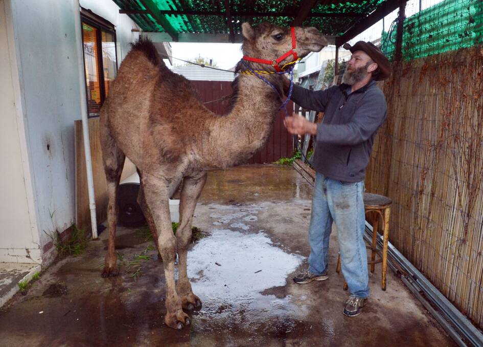 Owner Nev Jenkins breathed a sigh of relief on being re-united with his pet camel who escaped during a rainstorm in Bendigo.  Picture: BRENDAN McCARTHY