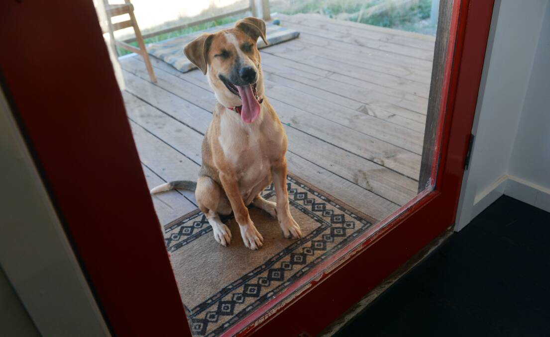 April wanting to come inside.
Picture: BRENDAN McCARTHY