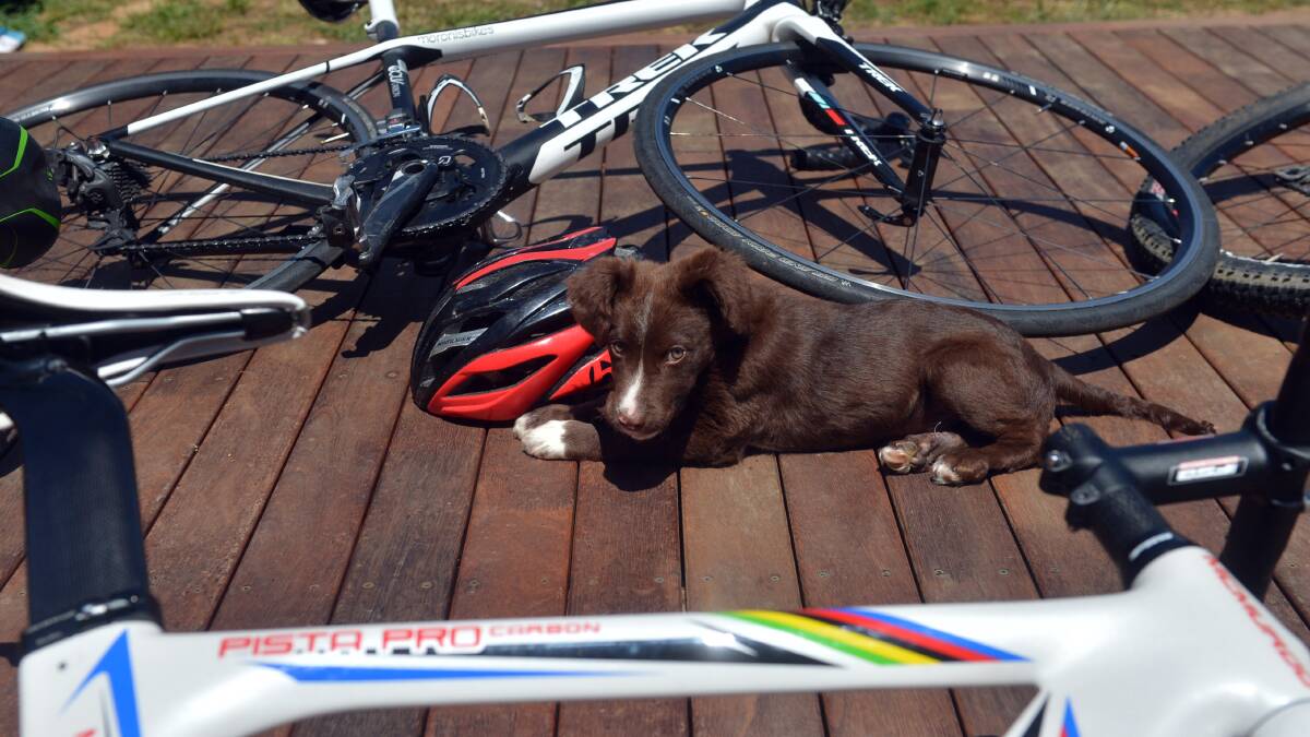 An Athlete's Dog:  Hank, among his master's bike collection.
Picture: BRENDAN McCARTHY