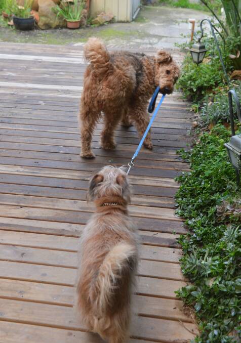 A Writer's Dogs:  Tilly takes Basil for a walk.
Picture: BRENDAN McCARTHY