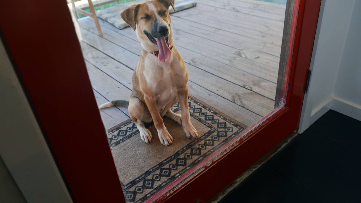 A Family's Dog #2:  April wondering why she can't come in.
Picture: BRENDAN McCARTHY