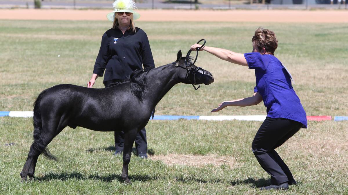 Preparing for the Independent Miniature Horse Registry Victorian State Championships, Wendy Scerri coaxes Lord of the Ring to look up.
Picture: PETER WEAVING