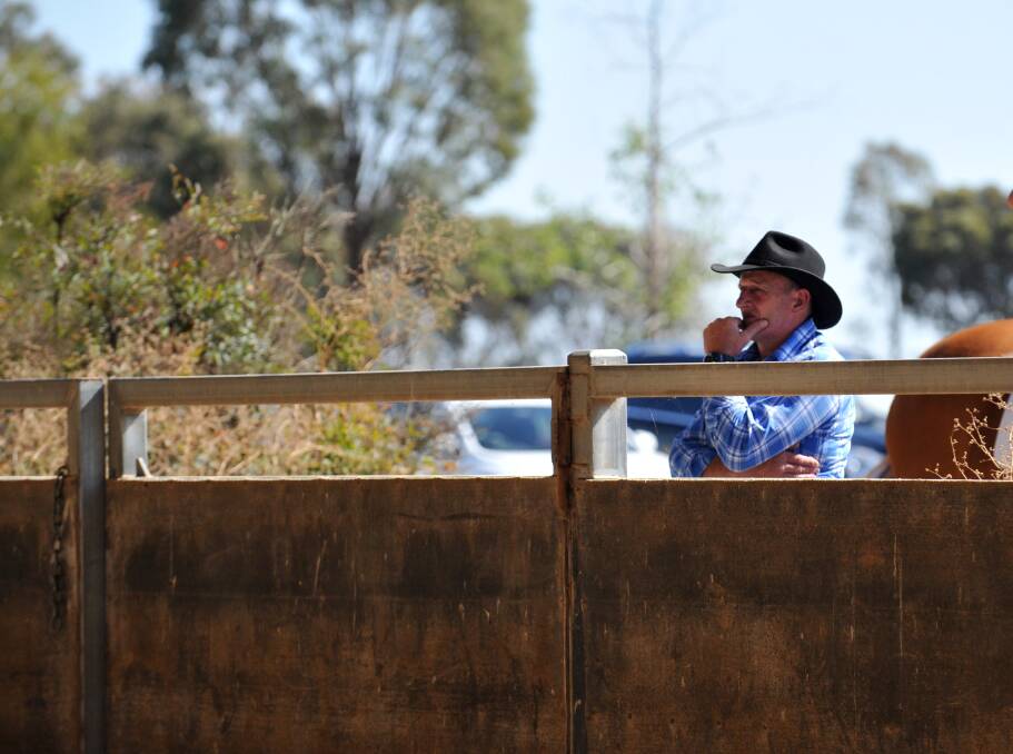 The first official Cowboy dressage competition day at the Bendigo Equestrian Centre, Goornong. Picture: JODIE DONNELLAN 
