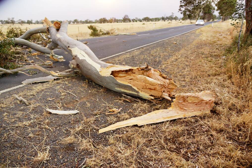 The fallen tree on the Wimmera Highway. Picture: LUKE WALLIS