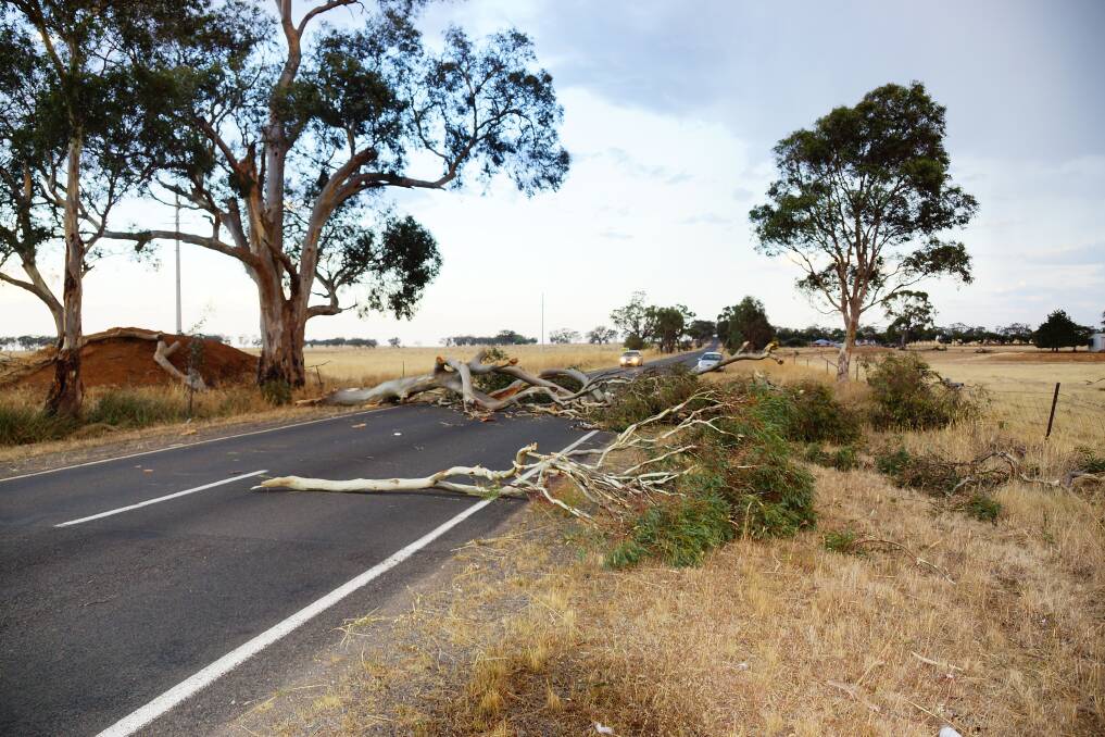 The fallen tree on the Wimmera Highway. Picture: LUKE WALLIS