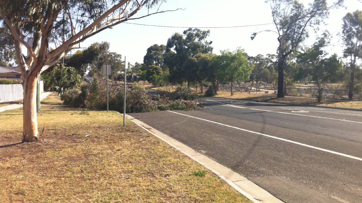 A tree blocked the road in Carpenter Street Quarry Hill. 