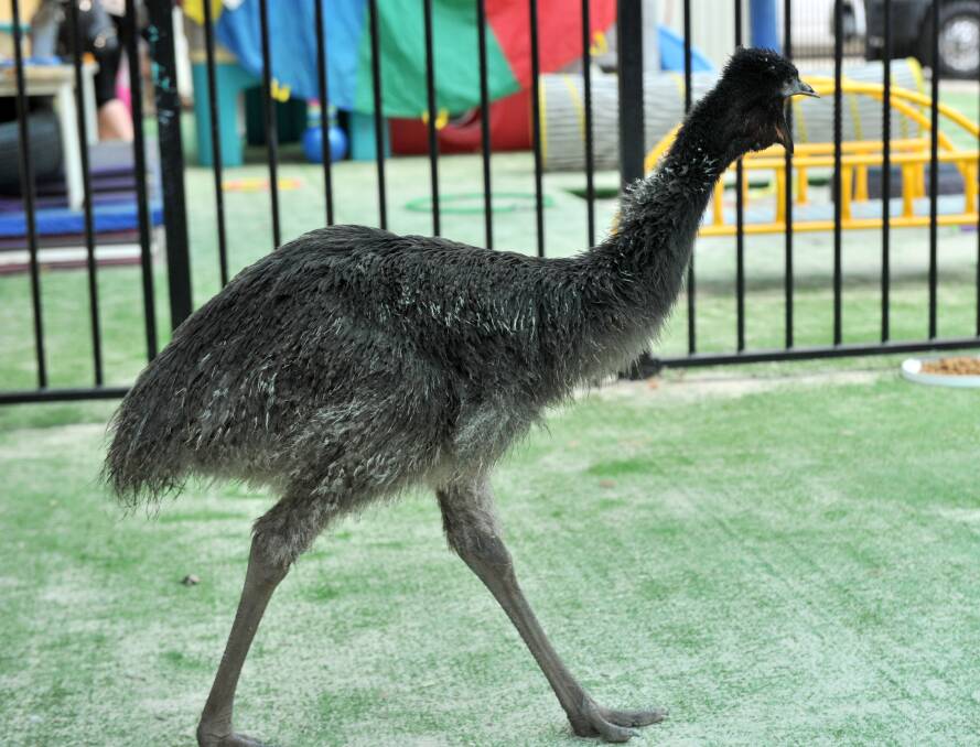 Pip the baby emu from Tooko Wildlife Displays. Picture: JODIE DONNELLAN 
