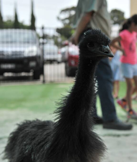 Pip the baby emu from Tooko Wildlife Displays. Picture: JODIE DONNELLAN 
