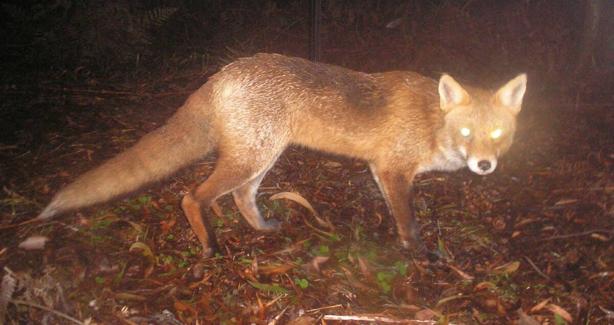 TARGET: DEPI is trying to reduce fox numbers. Picture: CONTRIBUTED