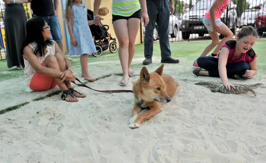 Ernie the dingo from Tooko Wildlife Displays takes a break. Picture: JODIE DONNELLAN 
