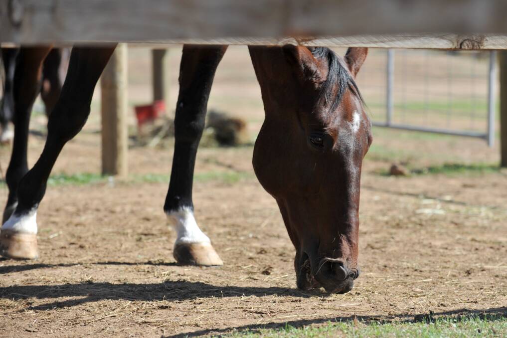 The first official Cowboy dressage competition day at the Bendigo Equestrian Centre, Goornong. Picture: JODIE DONNELLAN 
