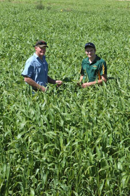 FEED: Peter Sexton and son Billy in a sorghum field. Pictures: PETER WEAVING