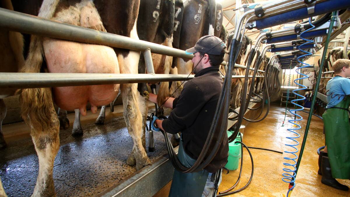 MILKING: Irish farm labourer Keith Niven in the milking shed.  