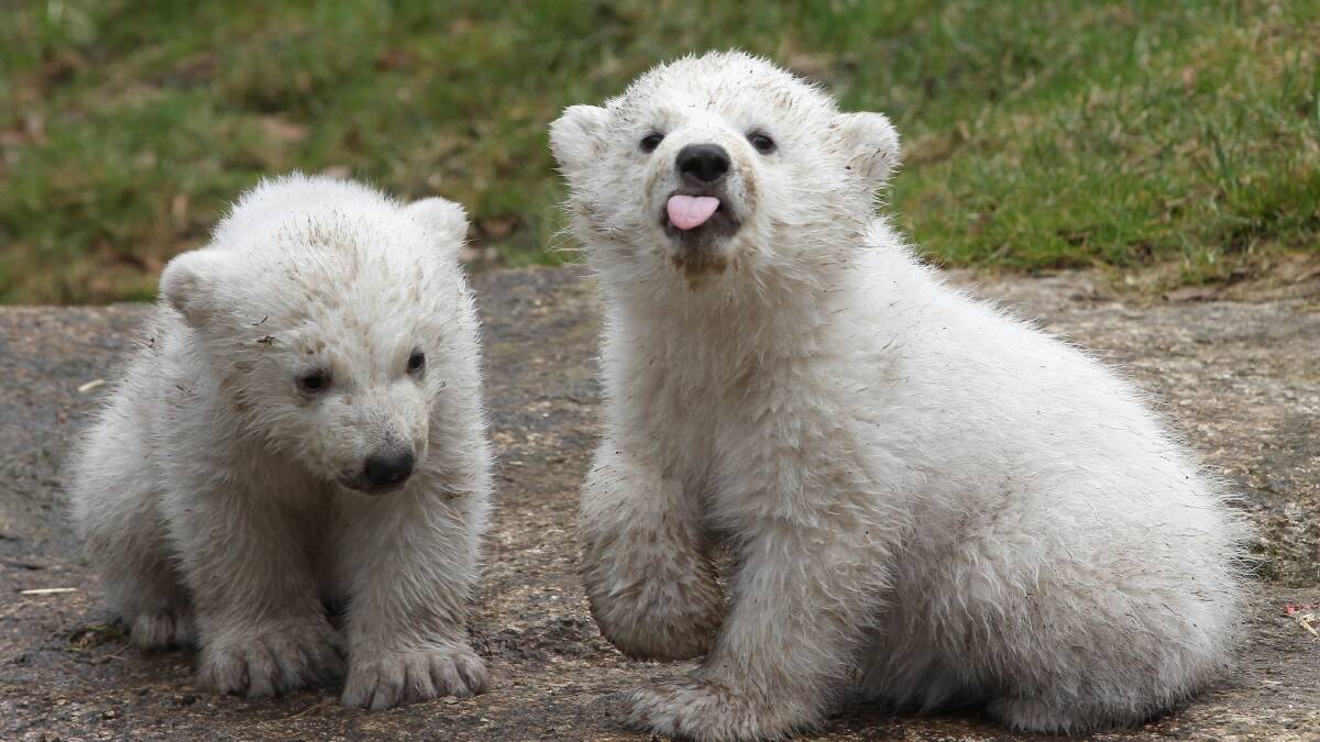 Meet the cutest new residents at Munich Zoo;. Pic: Alexandra Beier, Getty Images 