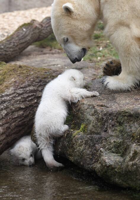 Meet the cutest new residents at Munich Zoo;. Pic: Alexandra Beier, Getty Images 