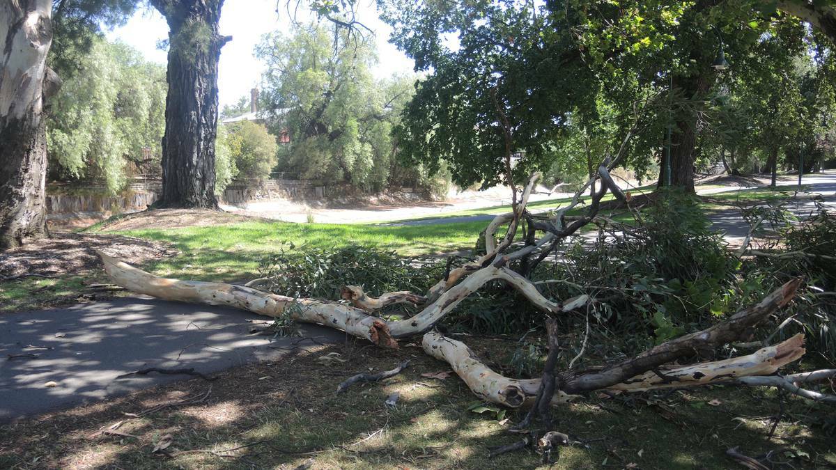 ANOTHER FALL: The tree that fell over the footpath at Lake Weeoona on Sunday.   
