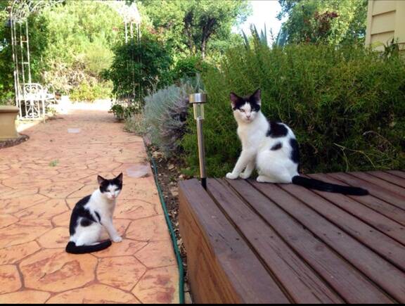 KATHY MAHER says these feral, but very cute, cats are living under a house in central Bendigo. "I've got to the stage of patting the mother and one of the half-grown kittens," she says.