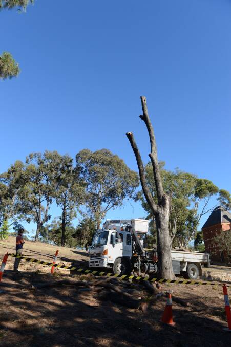 Council workers lop the tree that on Monday killed a four-year-old girl and seriously injured her mother. Picture: JIM ALDERSEY