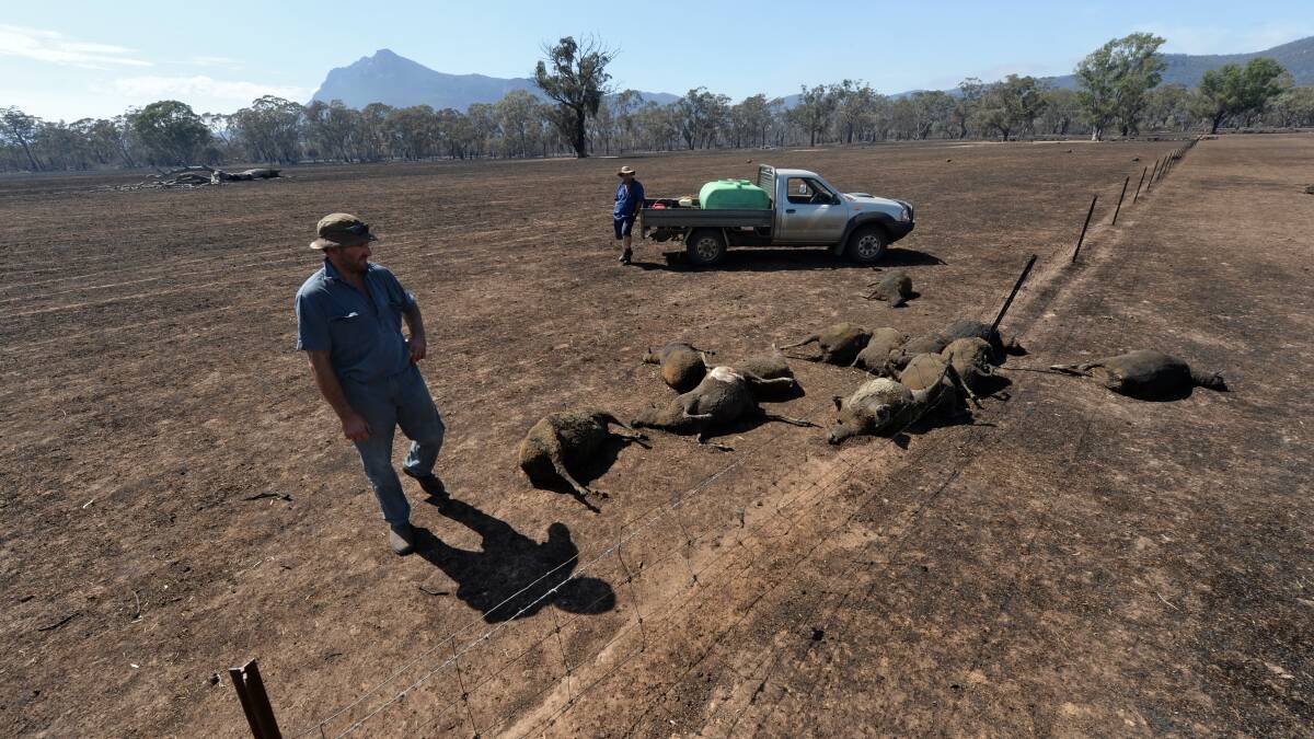 TOLL: David Schmidt inspects burnt sheep on his property at Brimpaen - not far from the Grimble property. Picture: THE AGE