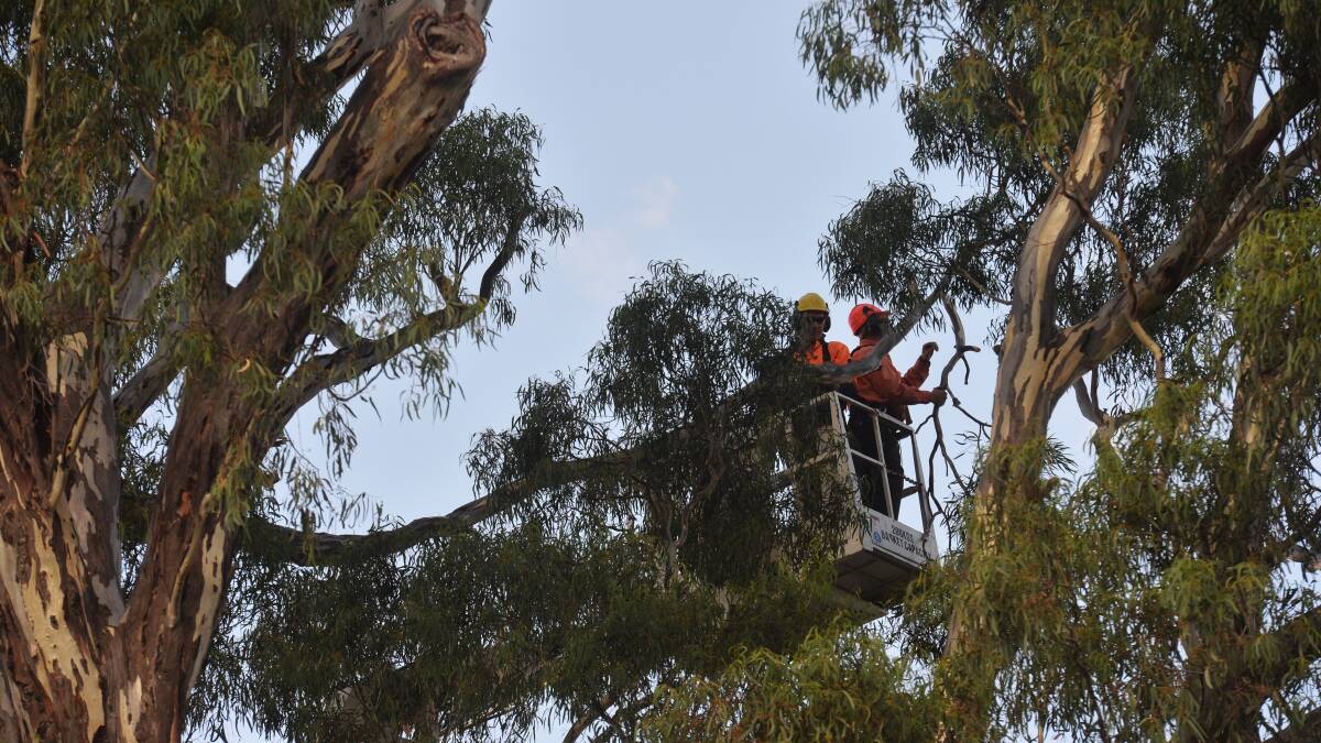LOPPED: Tree being trimmed but not removed by council workers in Spring Gully. Picture: BRENDAN McCARTHY 