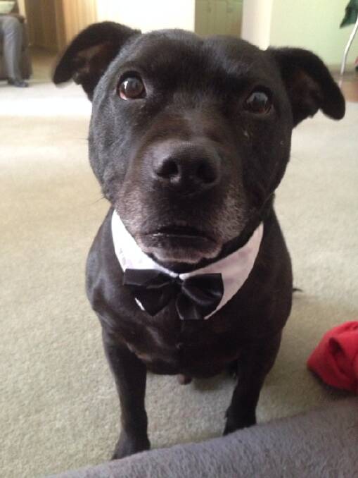 This is Jax, who was getting ready for his best mate's wedding. Thanks KATE SYMONS for this cute shot. 