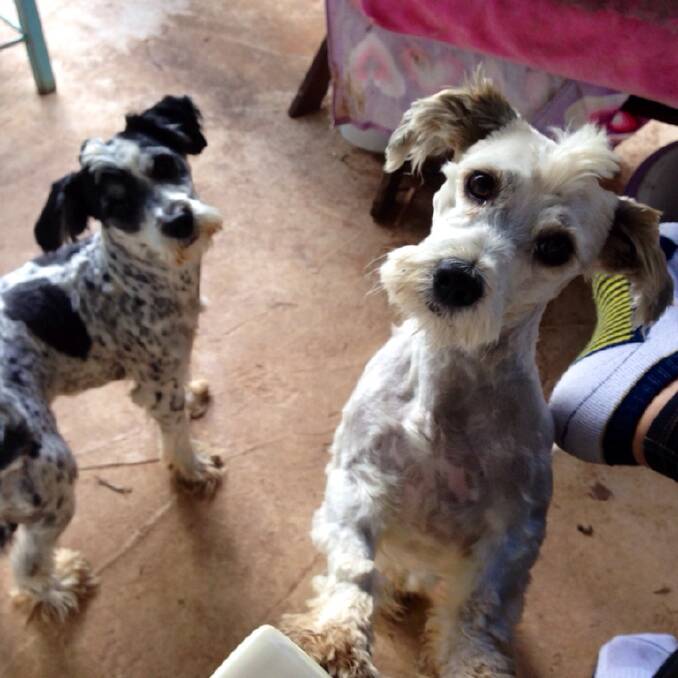 "When I ask Patch and Coco, 'do you want a treat?' their heads turn," KATHY MAHER says.