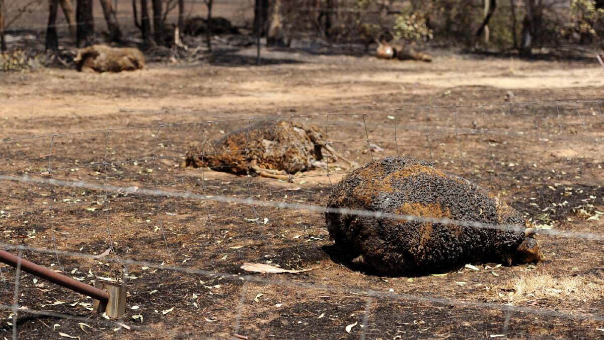 VICTIMS: An estimated 7500 stock died in the Grampians Northern Complex fire last week. Picture: SAMANTHA CAMARRI, WIMMERA MAIL-TIMES