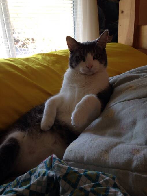He just can't sit like a normal cat, says DEB COOPER.