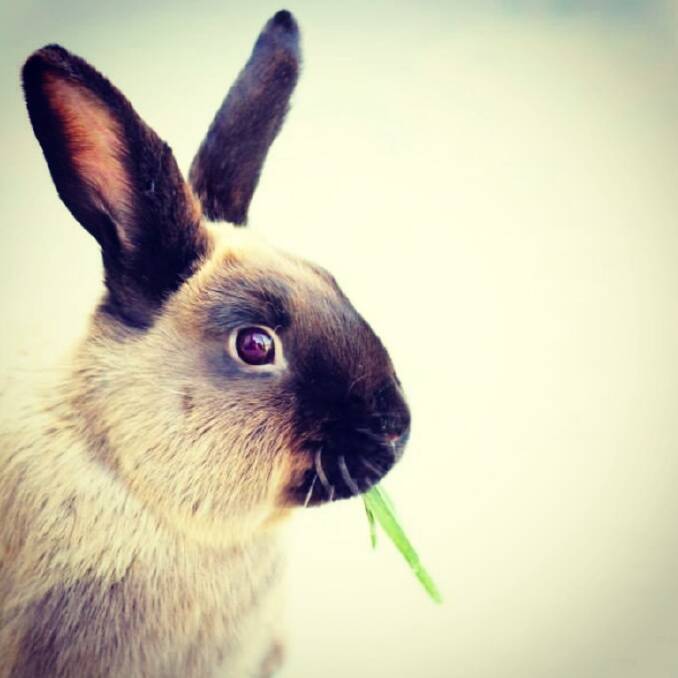 TESSA HEALY captured her rabbit, Sugar on camera.