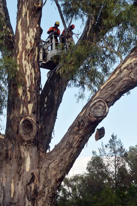 LOPPED: Tree being trimmed but not removed by council workers in Spring Gully. Picture: BRENDAN McCARTHY 