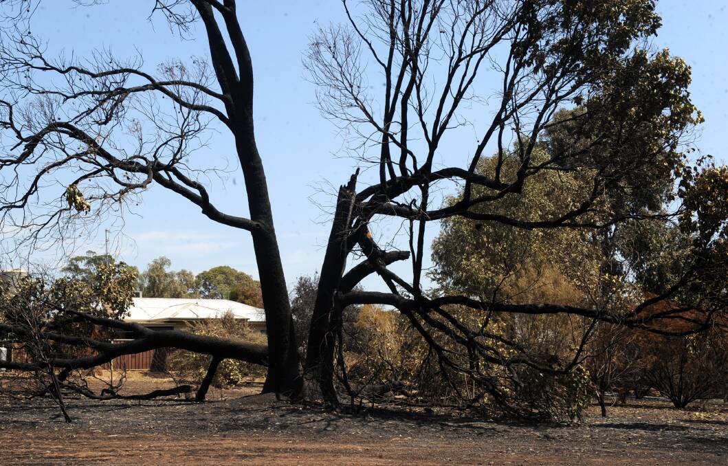GONE: This tree was once an enormous flowering gum at the front gate of the Grimble property. Picture: SAMANTHA CAMARRI, WIMMERA MAIL-TIMES