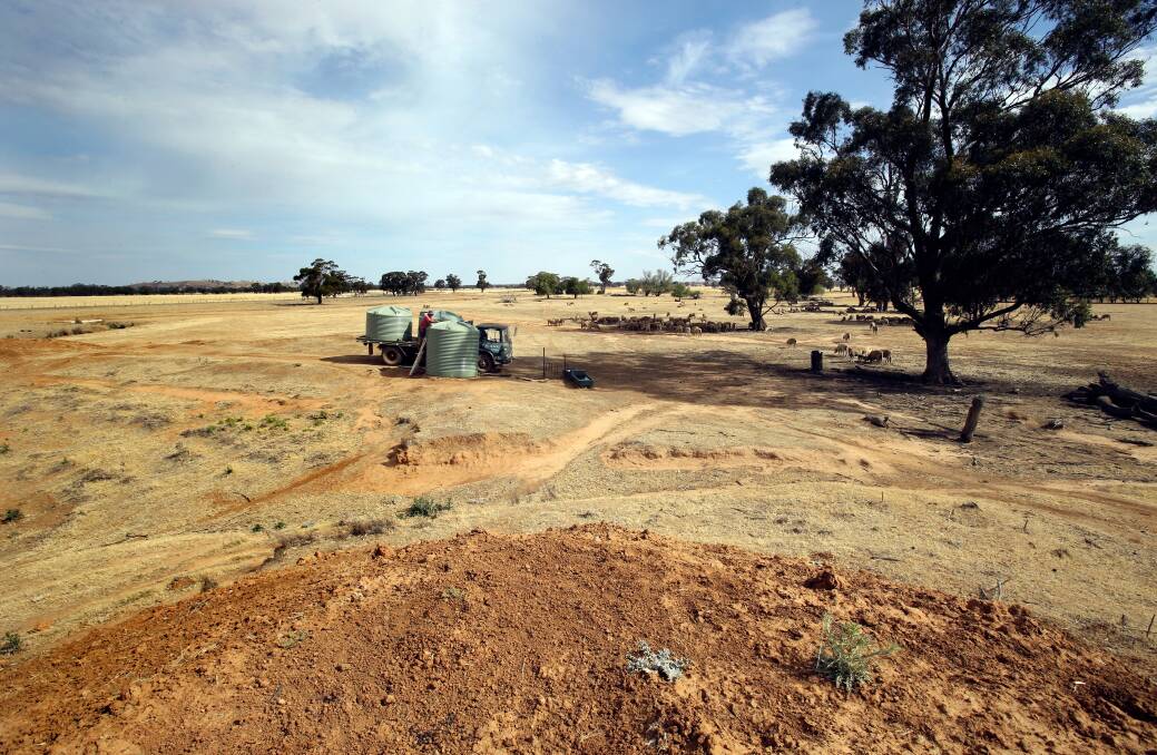 BIG DRY: Wedderburn farmers are battling dry conditions. 