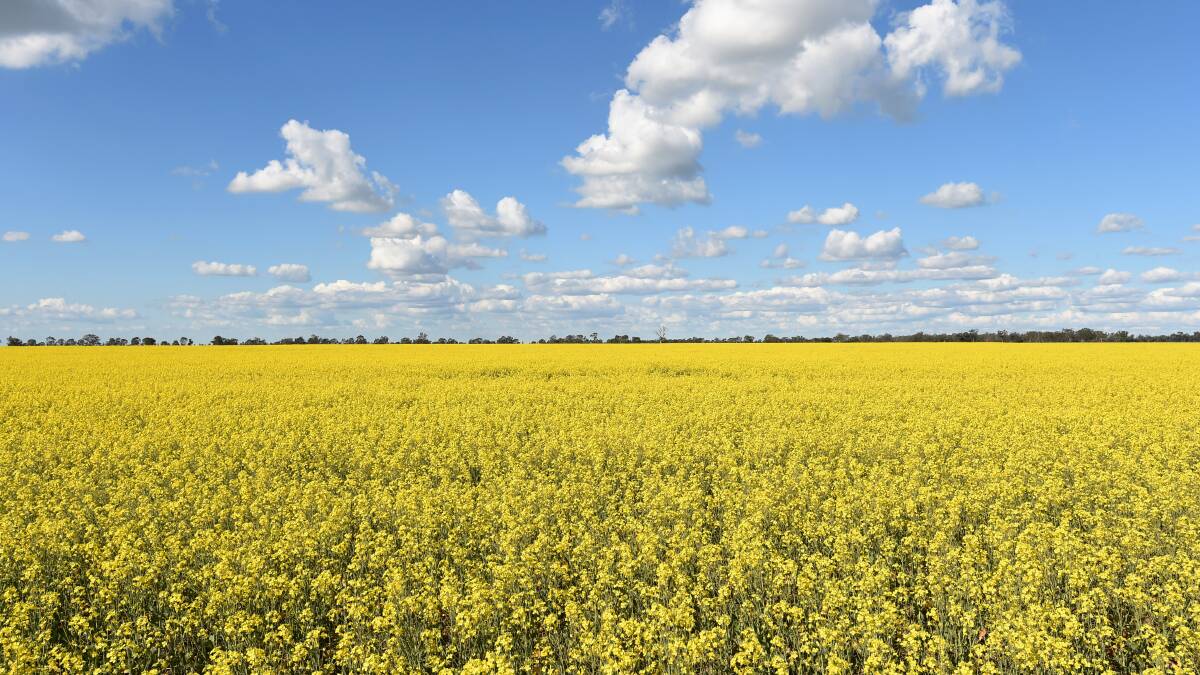 TRIALS: New canola varieties will be discussed. 