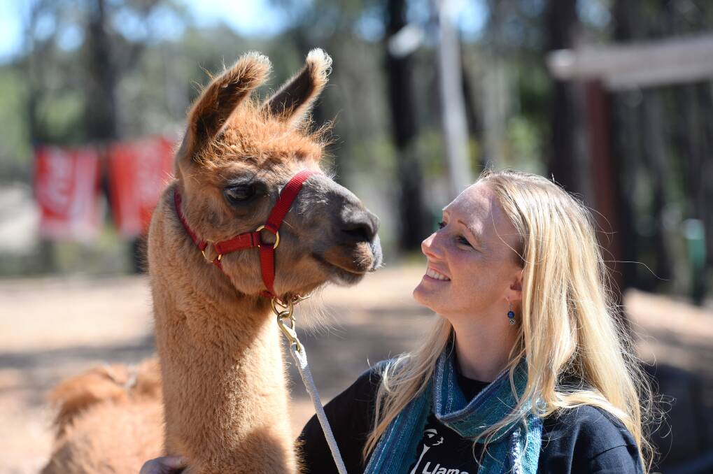 LLAMA FARMER: Prue Simmons with Wildfire. Picture: JIM ALDERSEY