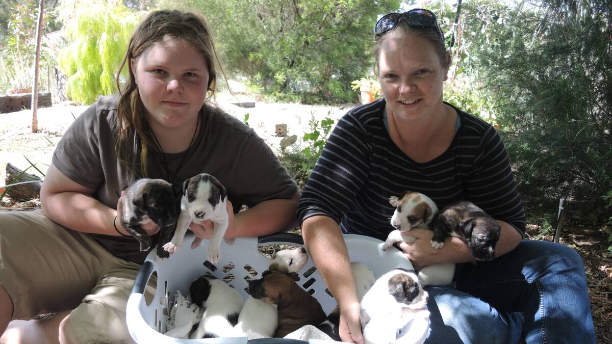 CUTE: Katerina Eriksen and Jess Woodford with the nine new puppies. 