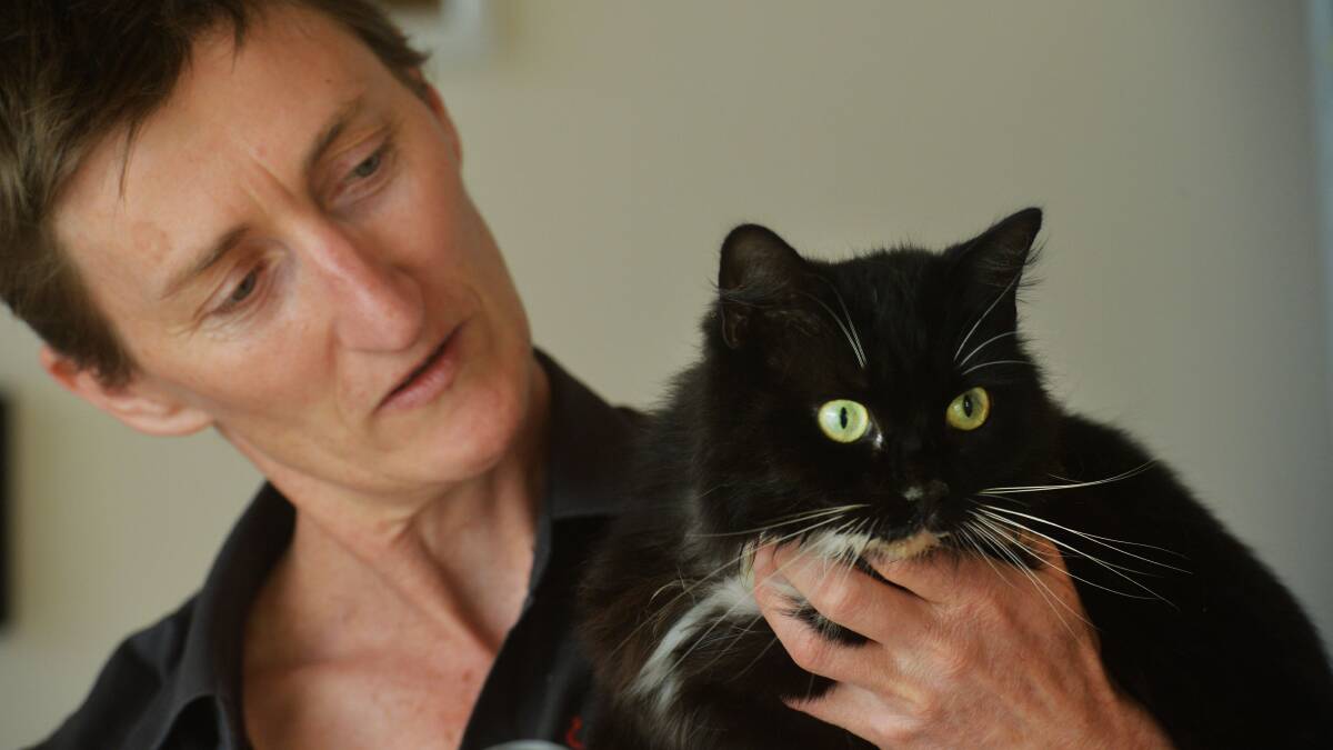 CARE: Dr Berkeley and Mittens the cat at the Castlemaine Veterinary Clinic.  Picture: BRENDAN McCARTHY 
