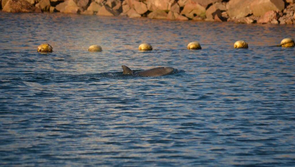 Dolphins became trapped within the Whyalla Foreshore swimming enclosure last weekend.