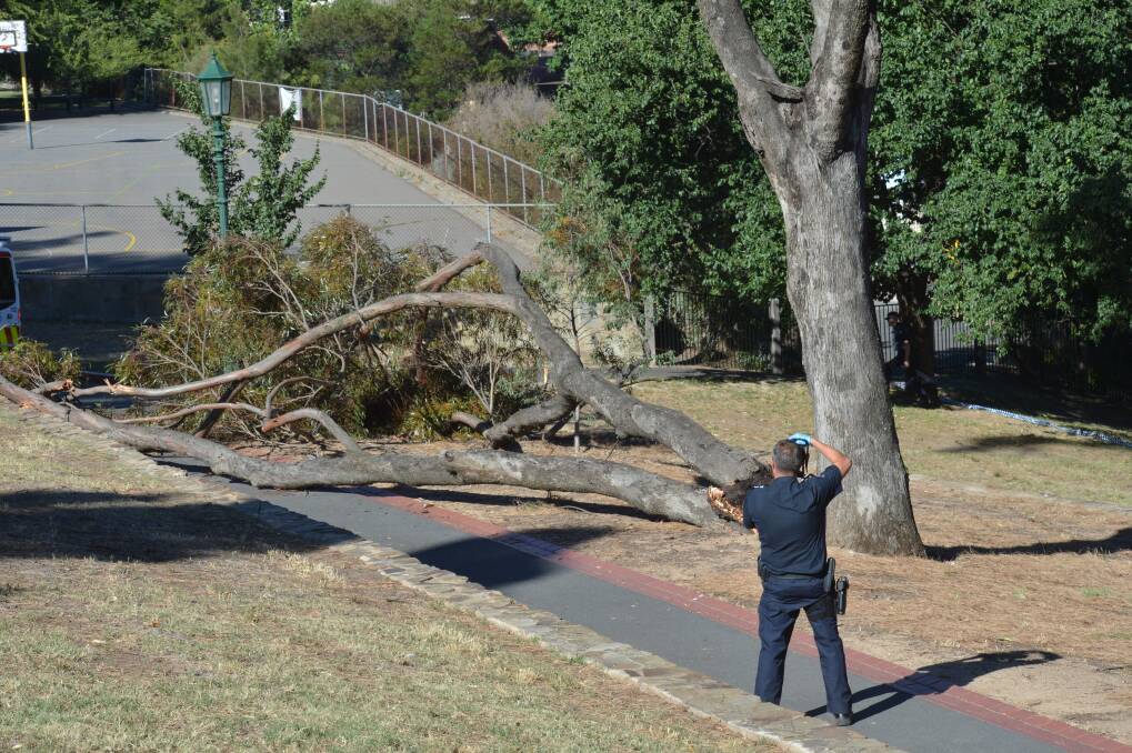 SCENE: Police take pictures of the fallen tree branch.