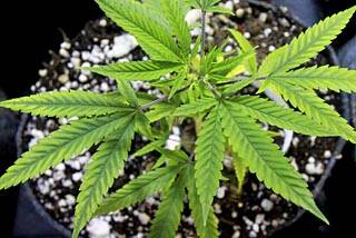 Marijuana trials a great step forward