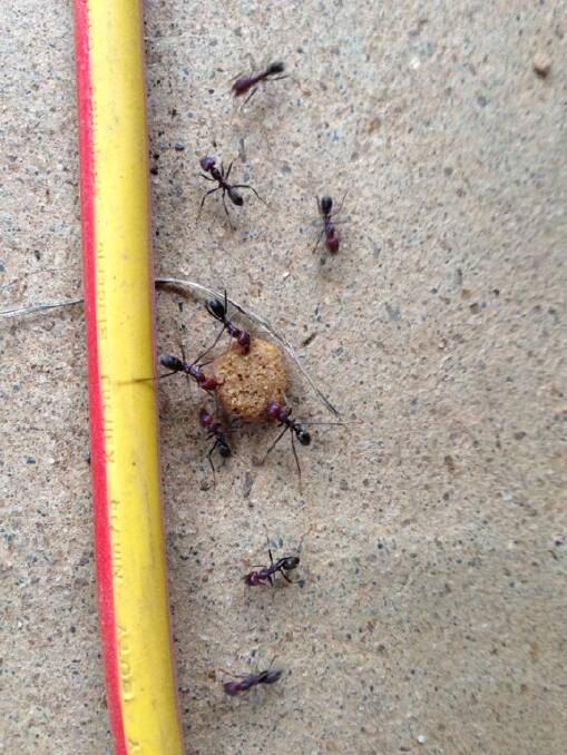 Ants carry dog food pellet. Picture: KATHY MAHER