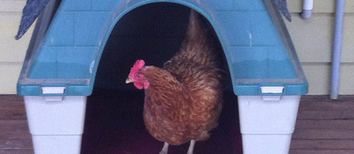 A chook takes control of the dog's kennel. Such is their life.