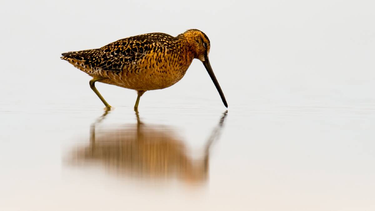 MAIN ATTRACTION: The long-billed dowitcher at Lake Tutchewop. Picture: PAUL DODD