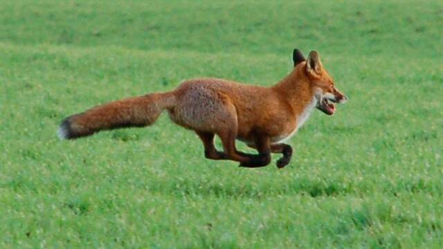 FUN TIMES: Fox on the run. Picture: STOCK IMAGE