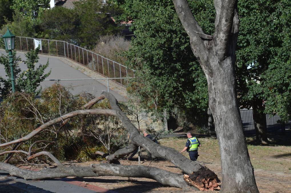 SCENE: Police take pictures of the fallen tree branch.
