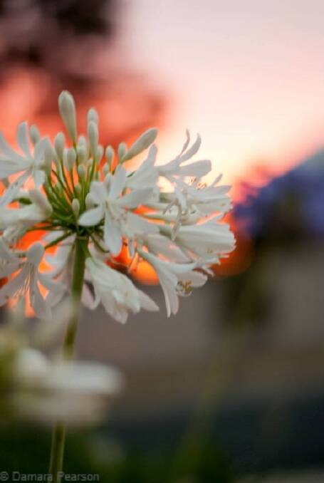 A flower at sunset. Picture: DAMARA PEARSON
