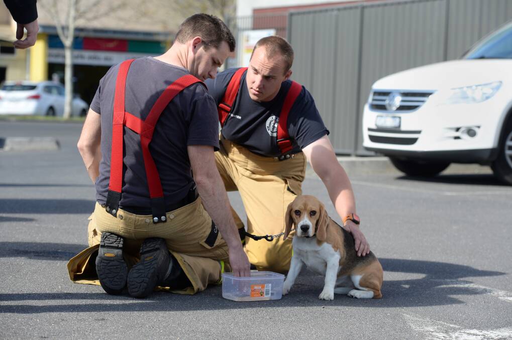 SAFE AND SOUND: Sundee the dog was removed by Country Fire Authority officers on Wednesday after spending two hours locked in a car in central Bendigo.